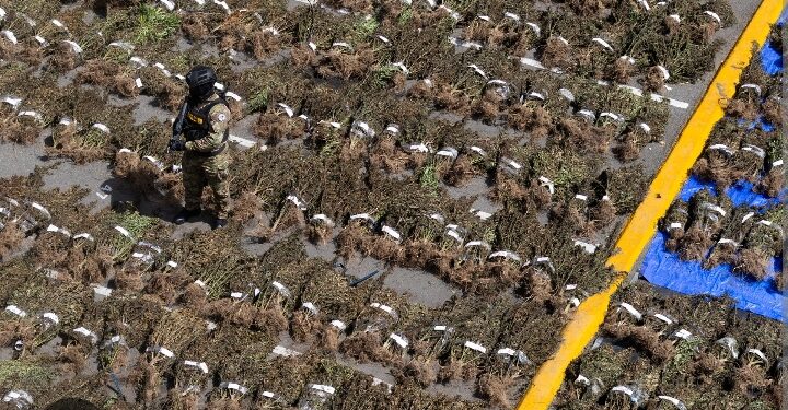 República Dominicana interviene un cultivo de más de 15.000 plantas de marihuana