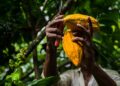 El Superniño amenaza con volver cada vez más exclusivo este común alimento