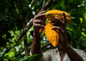 El Superniño amenaza con volver cada vez más exclusivo este común alimento