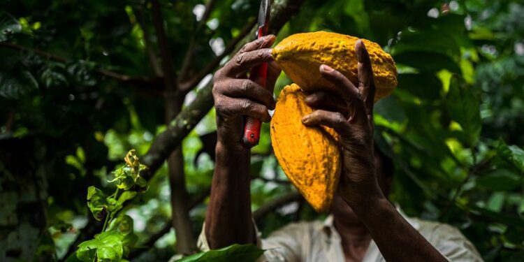 El Superniño amenaza con volver cada vez más exclusivo este común alimento