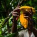 El Superniño amenaza con volver cada vez más exclusivo este común alimento