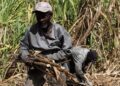 La industria azucarera dominicana mejora con el duro trabajo de los jornaleros haitianos