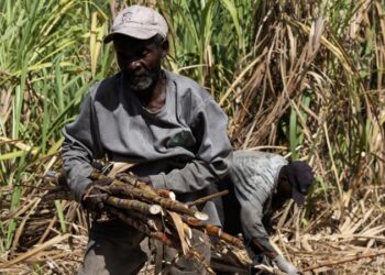 La industria azucarera dominicana mejora con el duro trabajo de los jornaleros haitianos