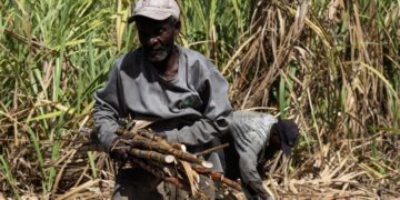 La industria azucarera dominicana mejora con el duro trabajo de los jornaleros haitianos