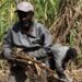 La industria azucarera dominicana mejora con el duro trabajo de los jornaleros haitianos