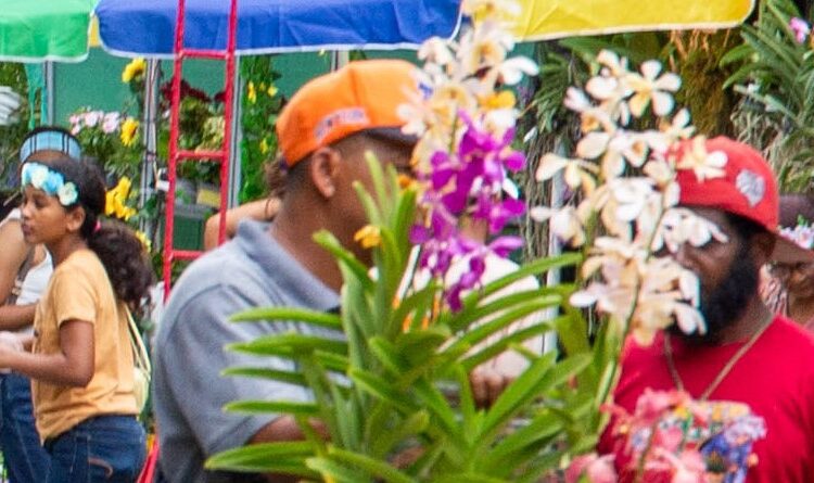Festival de las Flores dinamiza economía en Jarabacoa