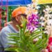 Festival de las Flores dinamiza economía en Jarabacoa