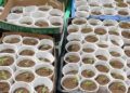 Ocupan 421 plantas de marihuana en el sector La Cuaba