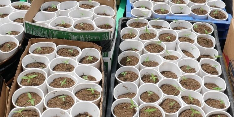 Ocupan 421 plantas de marihuana en el sector La Cuaba