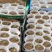 Ocupan 421 plantas de marihuana en el sector La Cuaba