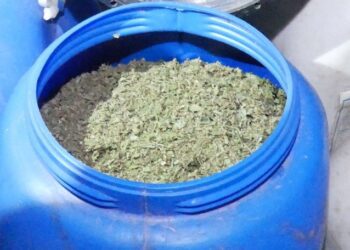 Desmantelan cultivo de marihuana en San José de Ocoa y arrestan a tres hombres