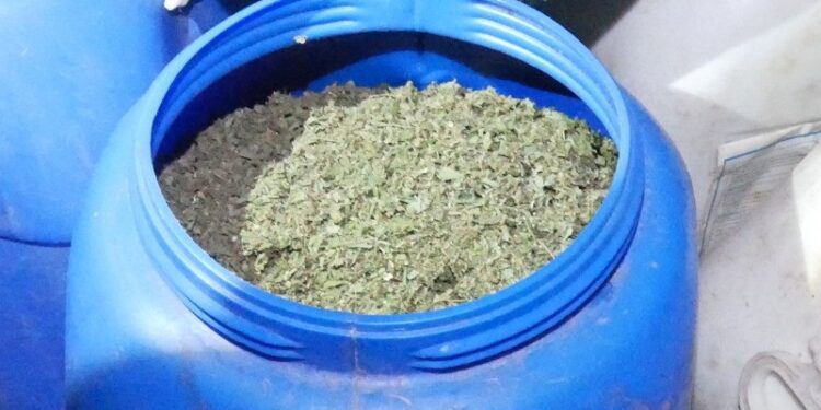 Desmantelan cultivo de marihuana en San José de Ocoa y arrestan a tres hombres