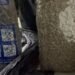 La DNCD decomisa más de 28 libras de marihuana en el aeropuerto de Las Américas