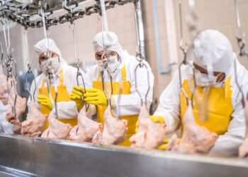 «Esponjas de patógenos»: estudio revela el lado oculto del pollo barato