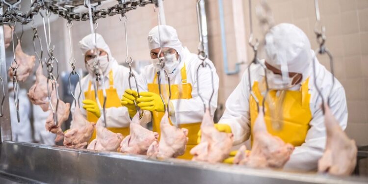 «Esponjas de patógenos»: estudio revela el lado oculto del pollo barato
