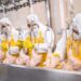 «Esponjas de patógenos»: estudio revela el lado oculto del pollo barato