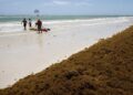 El sargazo en las playas preocupa en República Dominicana, una potencia turística caribeña