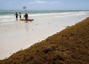 El sargazo en las playas preocupa en República Dominicana, una potencia turística caribeña