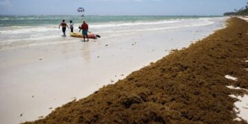 El sargazo en las playas preocupa en República Dominicana, una potencia turística caribeña