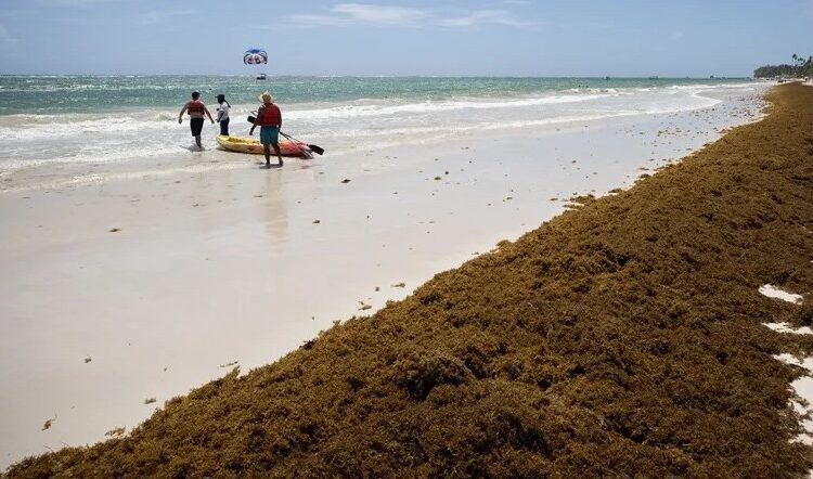 El sargazo en las playas preocupa en República Dominicana, una potencia turística caribeña