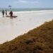 El sargazo en las playas preocupa en República Dominicana, una potencia turística caribeña