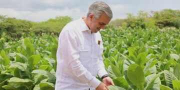 Exportaciones de tabaco de RD aumentan un 86% entre enero y junio del 2026