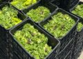 República Dominicana desperdicia 1.1 millones de kilos de comida por semana, según ONG
