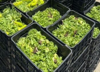 República Dominicana desperdicia 1.1 millones de kilos de comida por semana, según ONG