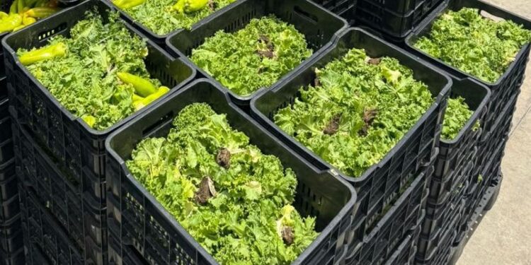 República Dominicana desperdicia 1.1 millones de kilos de comida por semana, según ONG