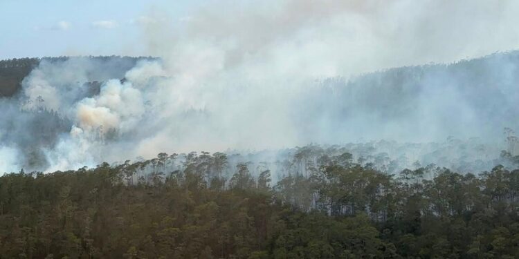 Oobservatorio de áreas protegidas alerta sobre emergencia por incendios forestales en RD