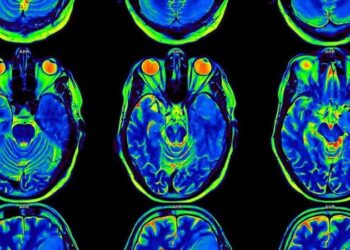 Científicos logran «leer» el cerebro y reconstruir lo que vemos