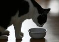 Estudio detecta una sustancia tóxica en el 99 % de los alimentos para gatos