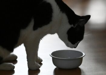 Estudio detecta una sustancia tóxica en el 99 % de los alimentos para gatos