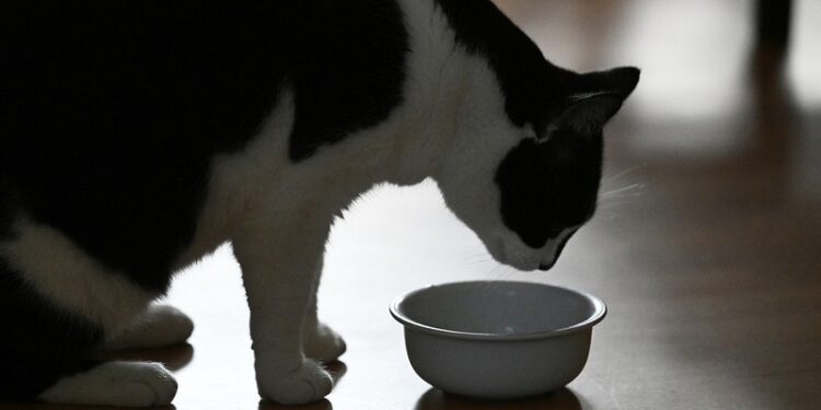 Estudio detecta una sustancia tóxica en el 99 % de los alimentos para gatos