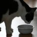 Estudio detecta una sustancia tóxica en el 99 % de los alimentos para gatos